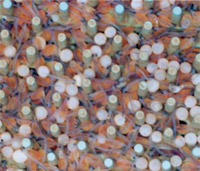 Geschl&uuml;pfte Bachforellen